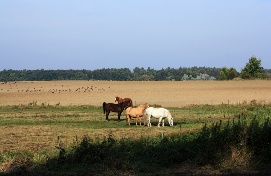 Pferdekoppel in naher Umgebung